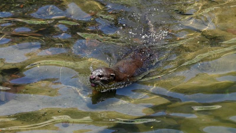 Van afdamming tot otter 